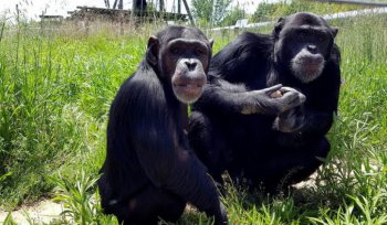 La Fundació Mona podria abandonar Riudellots de la Selva després de 16 anys